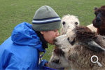 Handfeeding alpacas