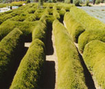 Maze Gardens